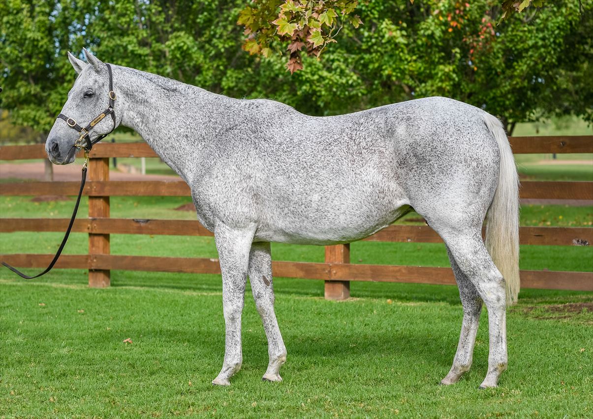 2024 Boutique Thoroughbreds Online Sale Inglis Digital Online Auctions